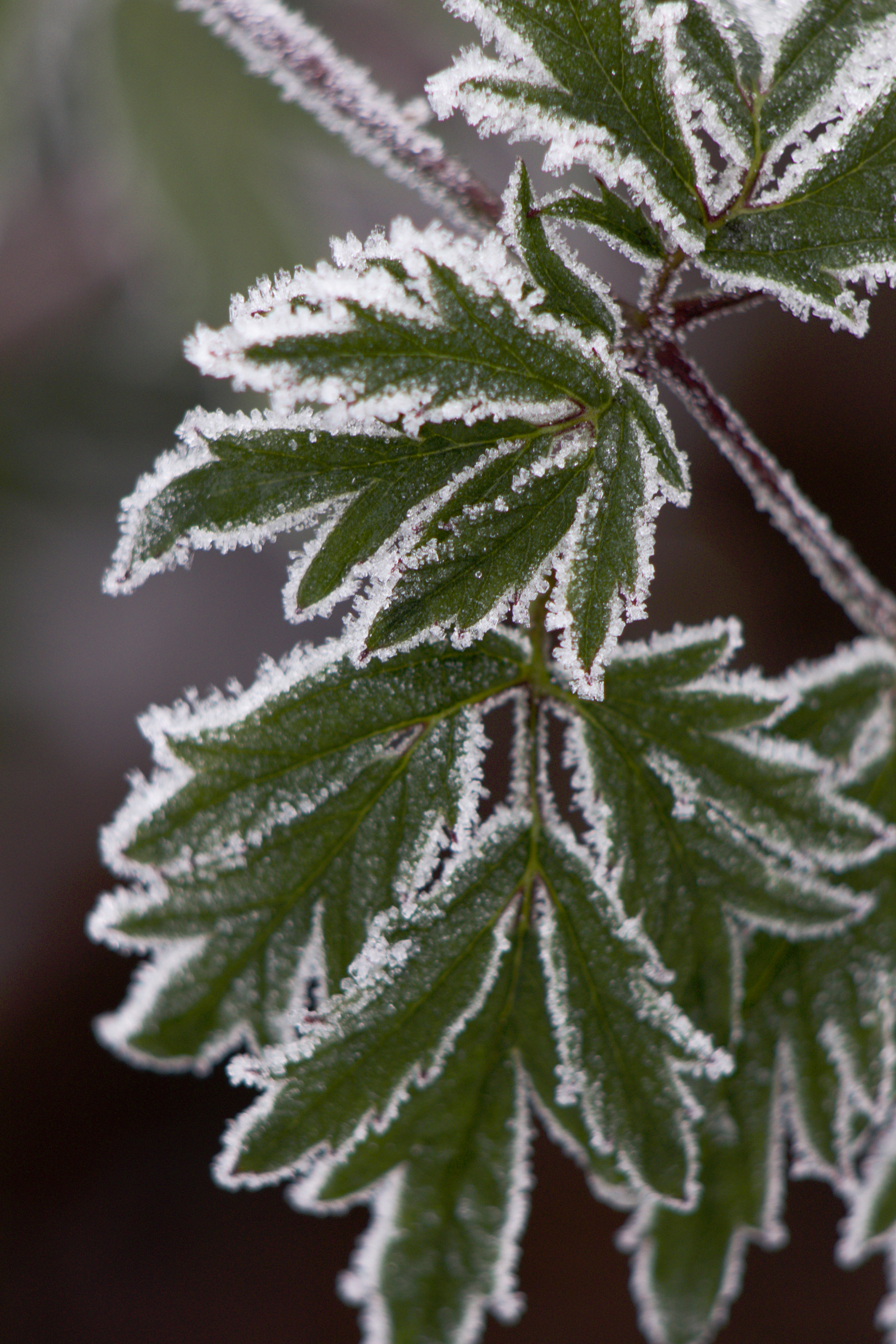 Blad med frost, foto