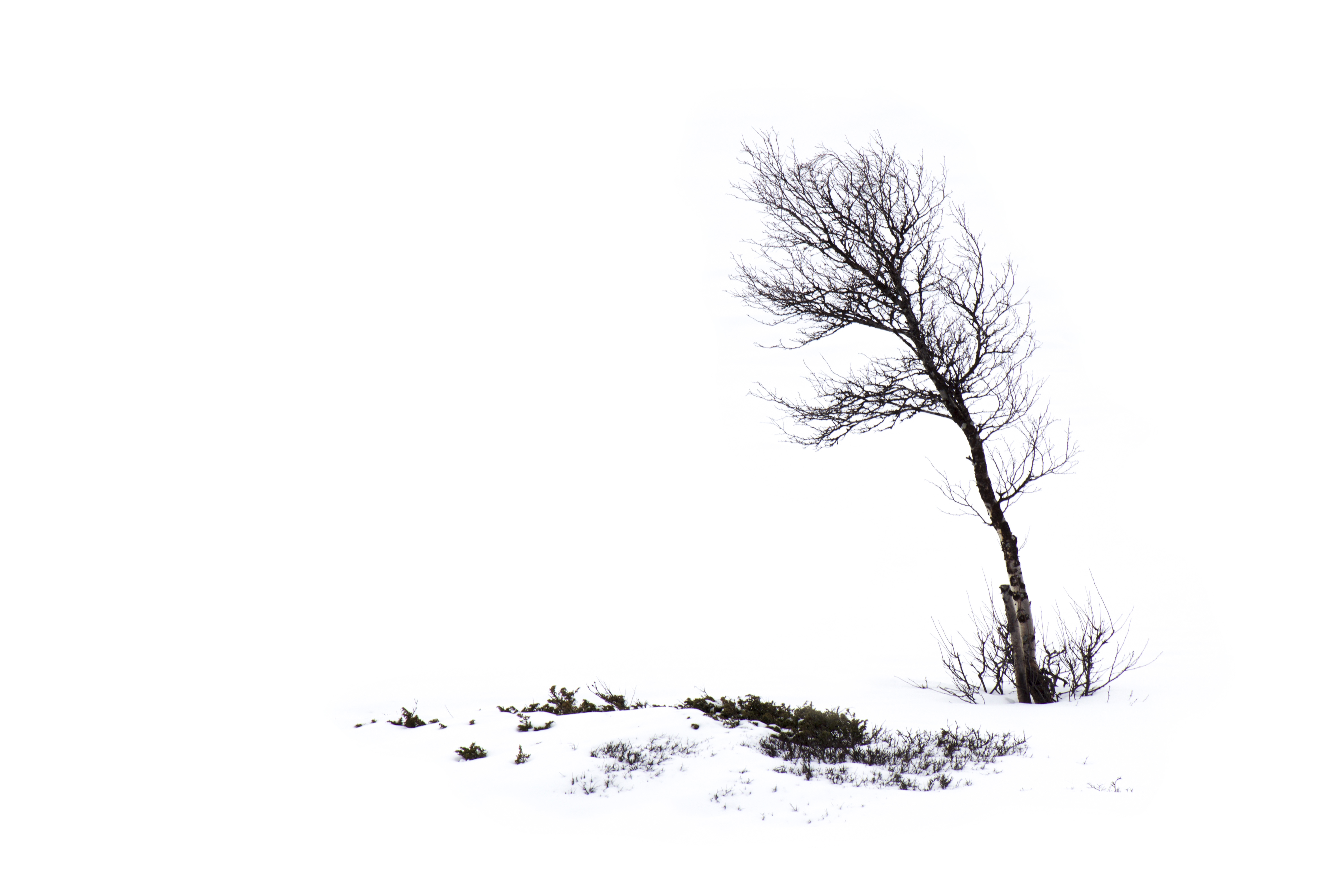 Forblåst tre i snø, foto