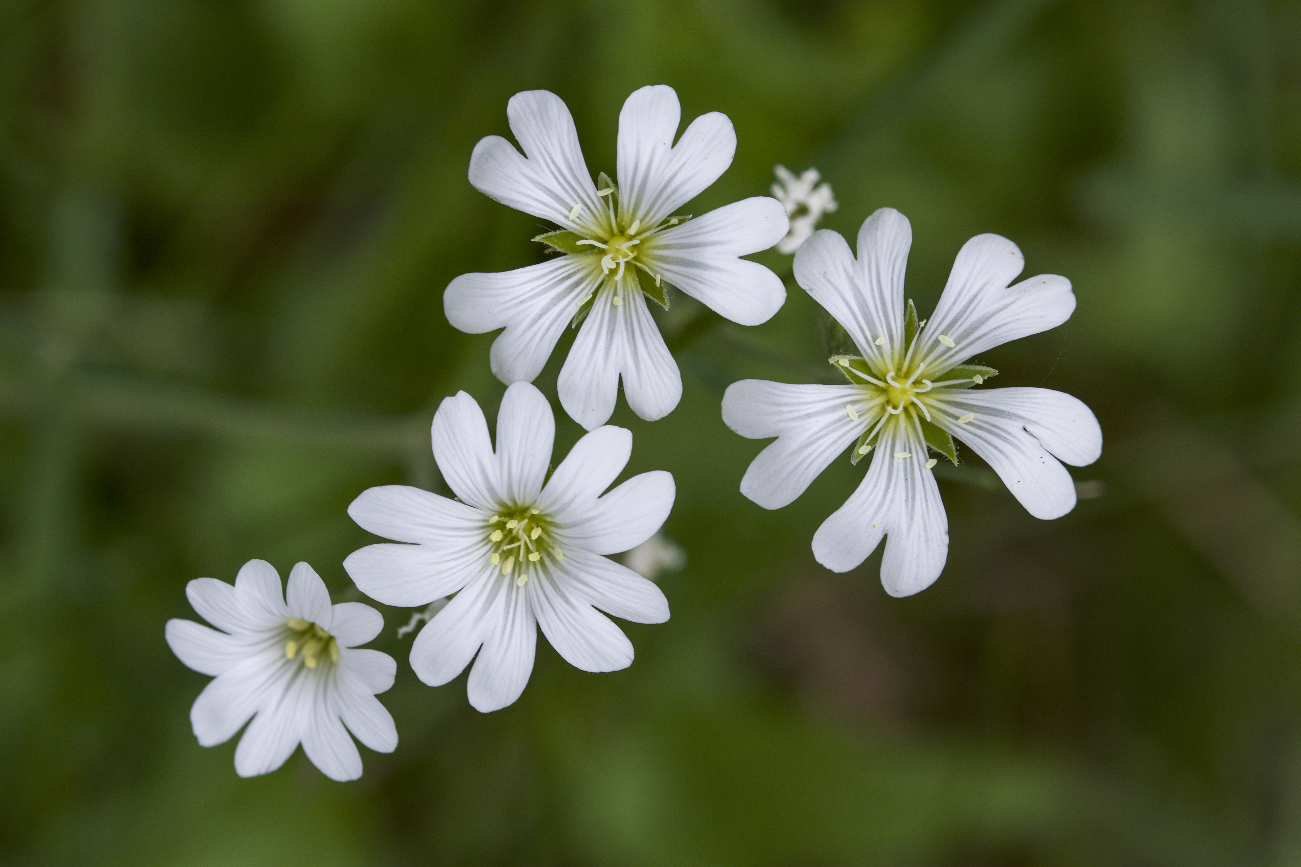 Nærbilde av hvite blomster, foto