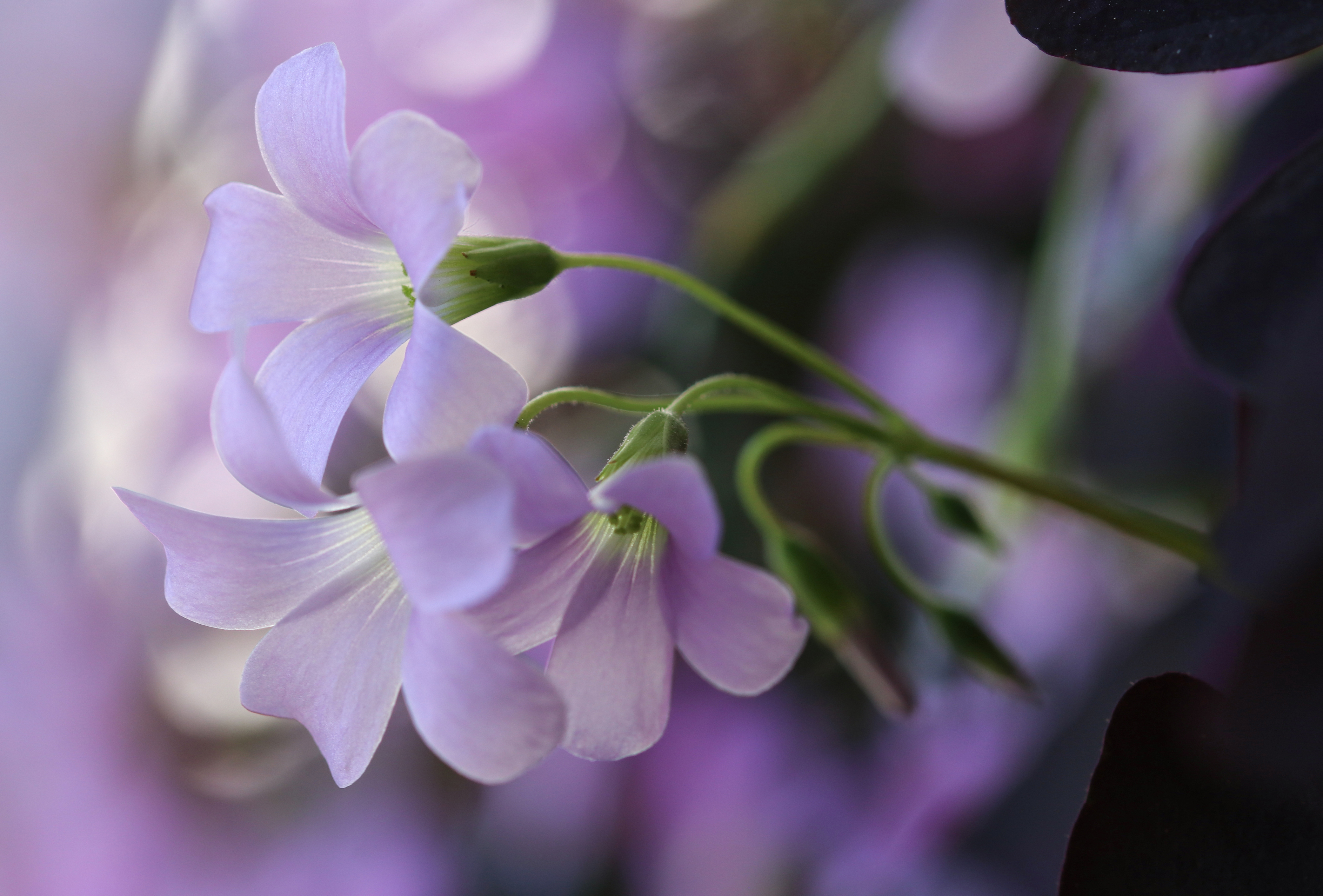 Nærbilde blomster, foto