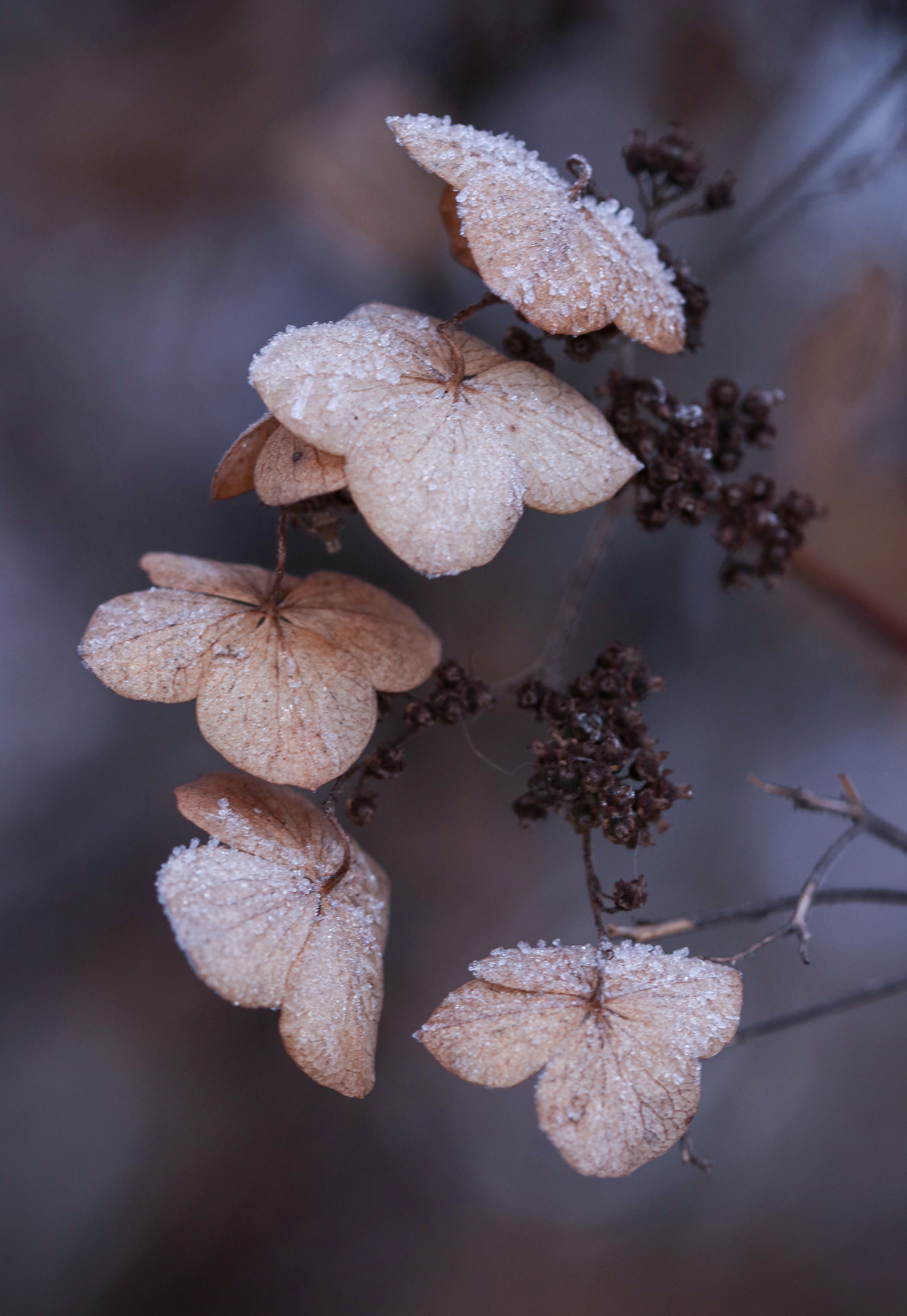 Vissen blomst med frost, foto