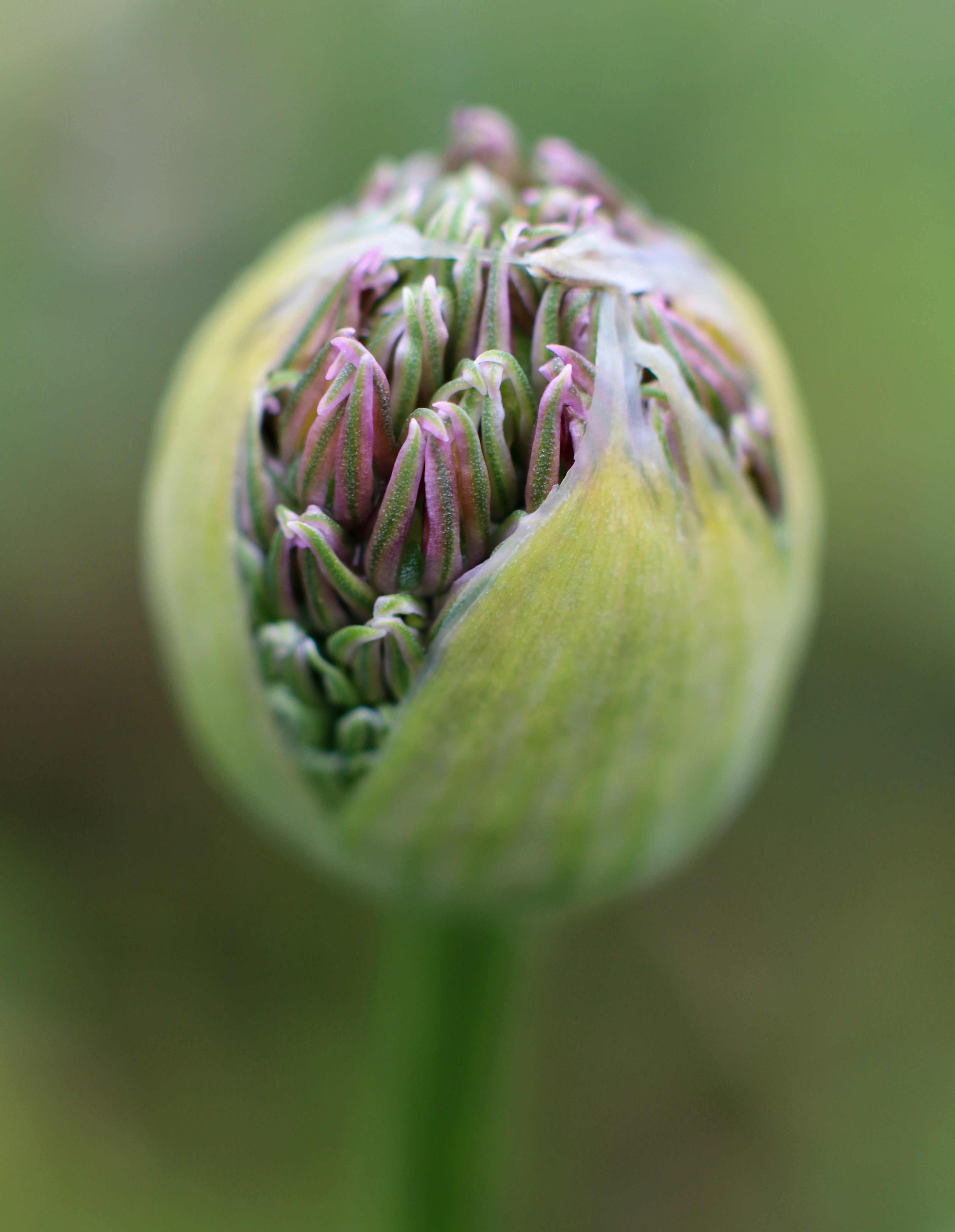 Nærbilde av blomsterknopp, foto