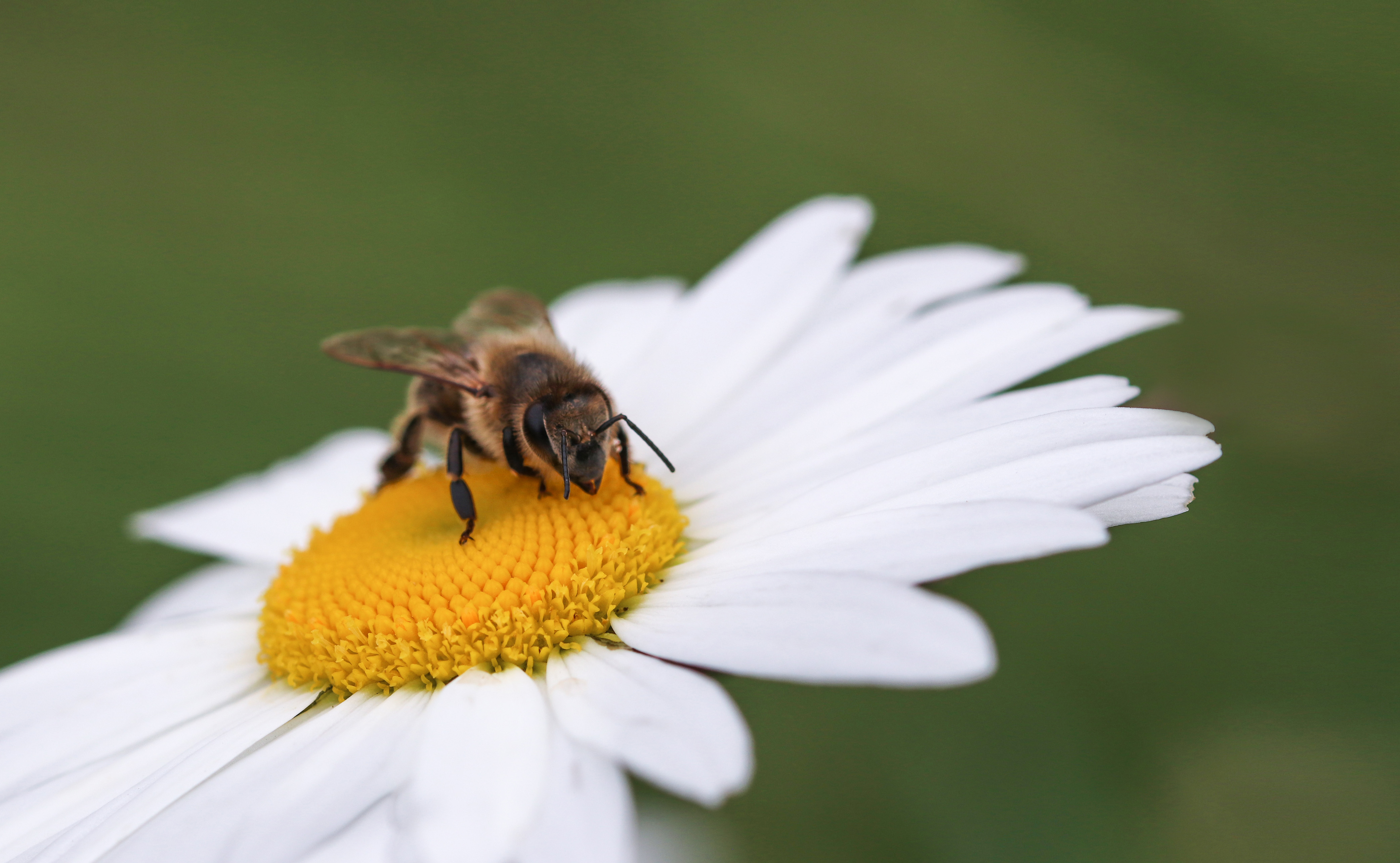 Bie på blomst, foto