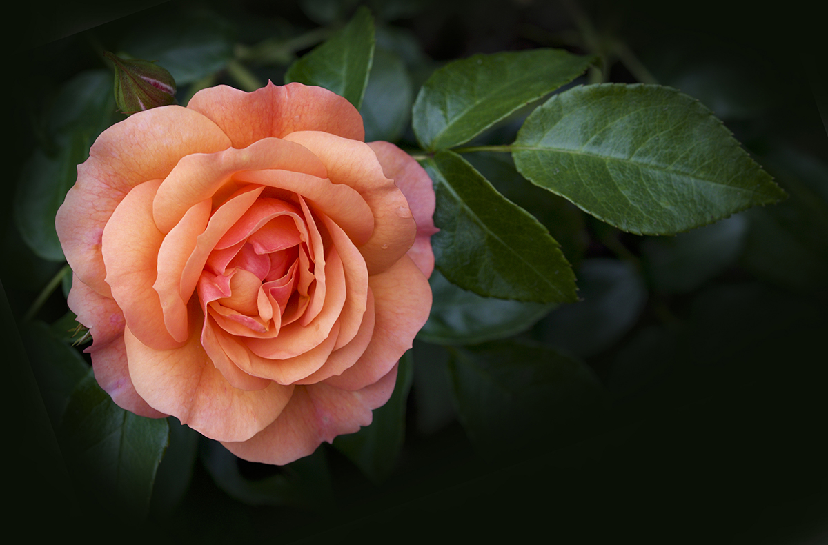 Orange rose, foto